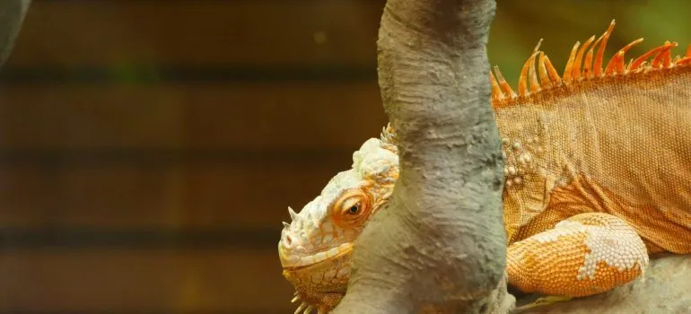 Iguana in terrarium