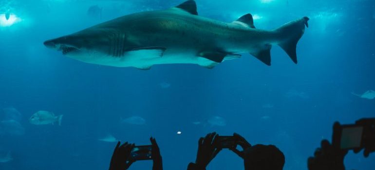 Group of people taking picture of shark