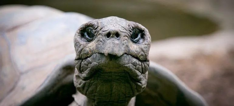 a turtle