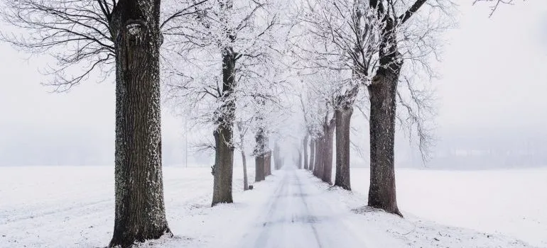 A snow-covered road with trees on the side.