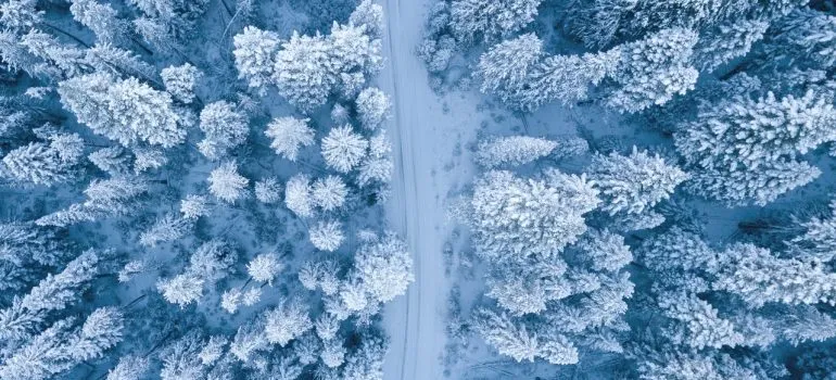 A forest road flanked with trees during the winter, representing safety measures for winter relocations.