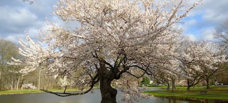 Cherry blossom in New Jersey park