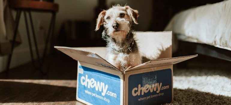 dog in a moving box