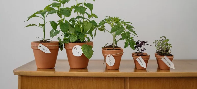 There are five plants on one wooden table.