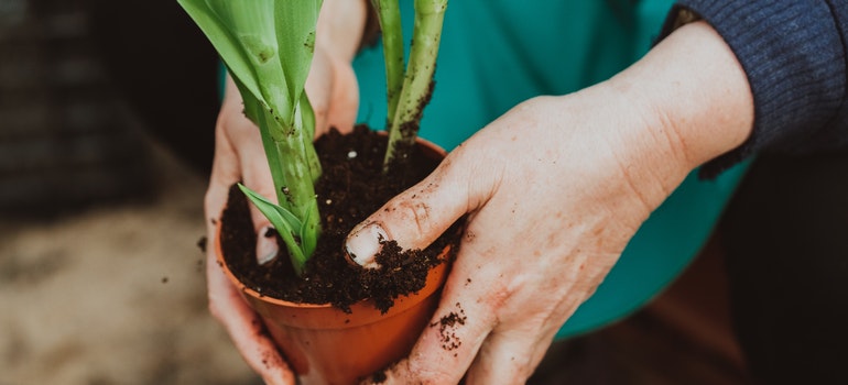 A woman is putting soil into a pot with a plant.