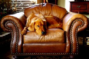A dog lying on an armchair and keeping leather furniture safe